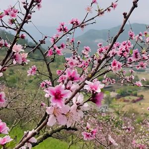 一双红酥手