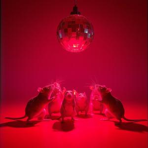 Rat dance 2