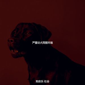 精彩孤独的狗环境