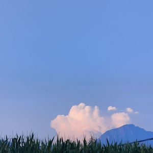 偷偷爱过你（cover：王澳楠EVE）