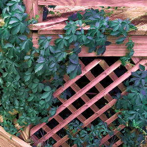 cat farts on field microphone at 7 minutes