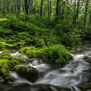 禅茶一杯（琴音）