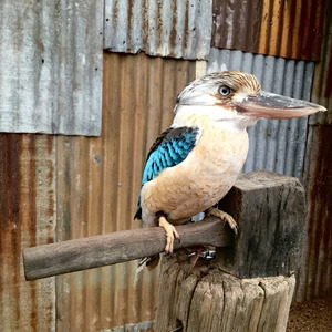 Kookaburra
