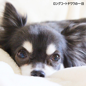 ロングコートチワワの一日