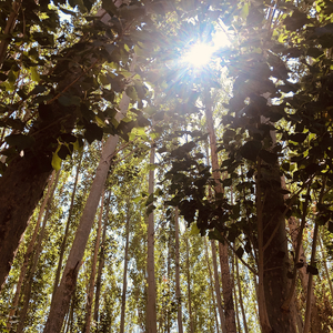 不想醒来(prod.by Morrow x FAS)