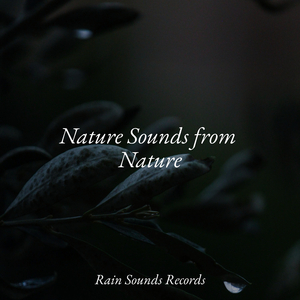 Swift Current Dreams