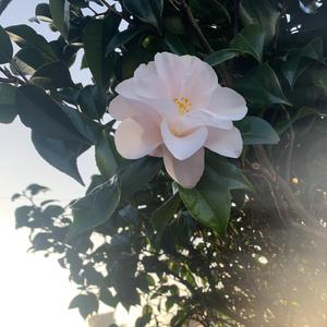 巢 (For Wuhan) 伴奏