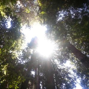 The Dreams of Trees