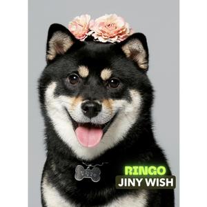 RINGO