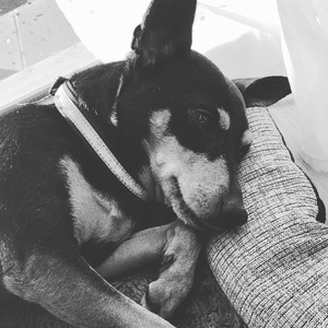 Barbuscia Nicola Kolyo Officiel