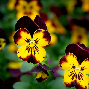 삼색제비꽃 Pansy