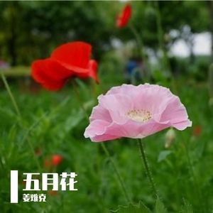 五月花 伴奏