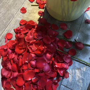 红玫瑰(现场版 翻唱)