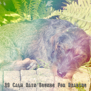 周到的傾盆大雨