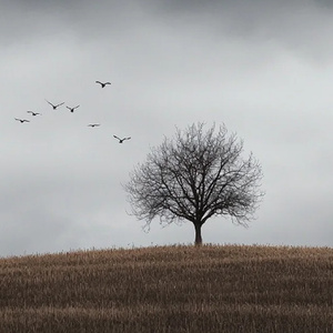 Breathe in the Gray