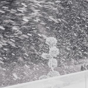 当雪落下时 When the Snow Falls