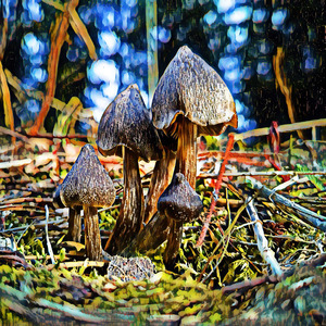 Stillatitious Incomes