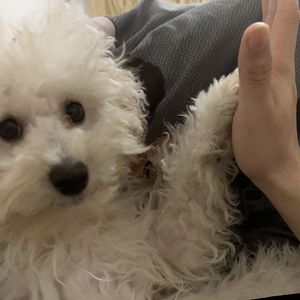 小小的动物可以改变一个人的变化2.0