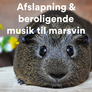 Peaceful Relaxation Music for Cats