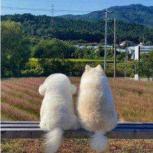 幸存观测变量.wav