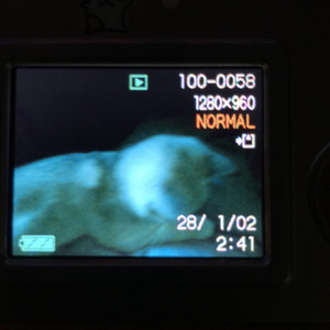 why ._:P（feat. Viksauce ）