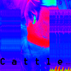 Cattle