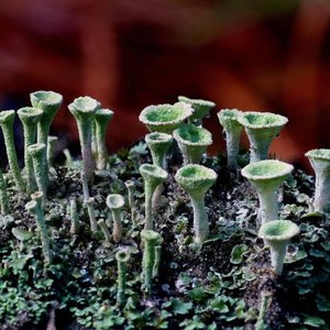 Lichen