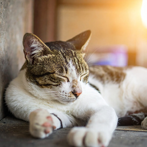 Armonías Tranquilas Para Una Noche Relajada