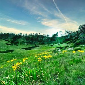 bando (Instrumental Slow)