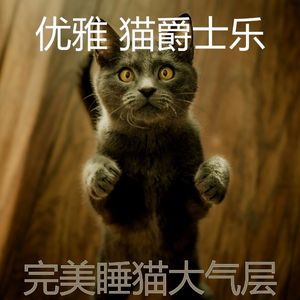 有趣小猫情怀