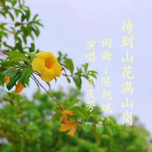 待到山花满山岗