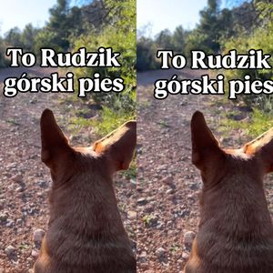 Rudzik Górski Pies