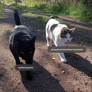 KITTYLOVER (feat. BRISTACKZ)