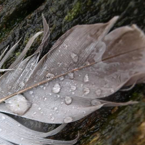 Hope is the thing with feathers