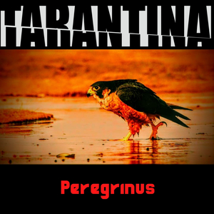 Peregrinus