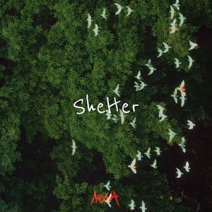 Shelter