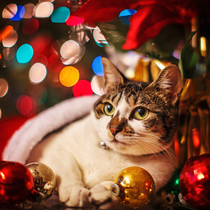 Music For Christmas Kids copy