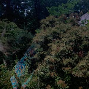 I Rumble (but its not where my heart resides)