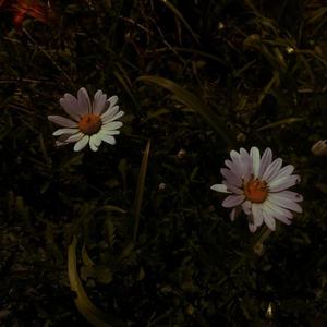 偏爱（指弹吉他）