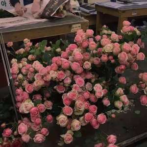 温柔只给意中人