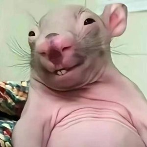 执念终于赦免了我