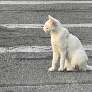 我要你天南海北的思念