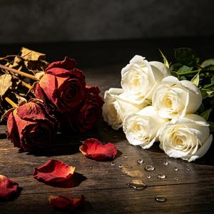 真诚在爱情面前一文不值