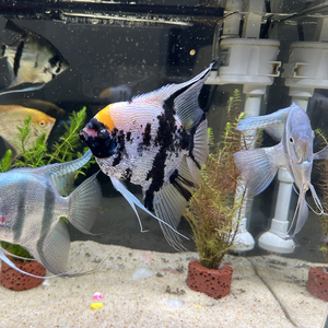 晚霞中的回忆.wav