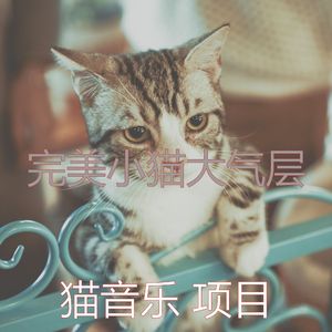 诗意的小猫节奏