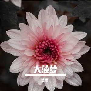 雁过留诗的夏天