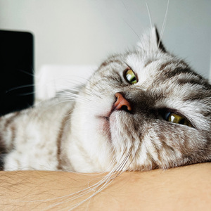 永远年轻的理想