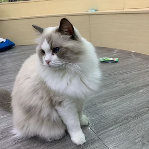 远方的星河