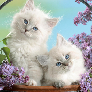 老李和老李(别看我只是一只羊）