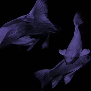 睡个好觉 比爱重要（Pord by FRESH_ye&Lion_Z）